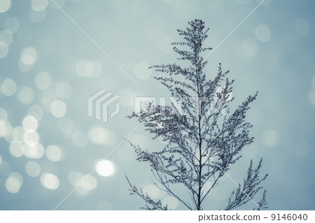 河床雜草 河床雜草 9146040