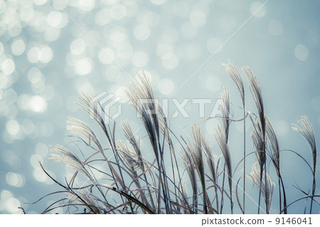 Riverbed weeds 9146041