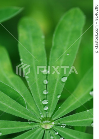 leaf leaf 9146290
