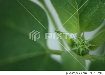 向日葵芽 向日葵芽 9146296