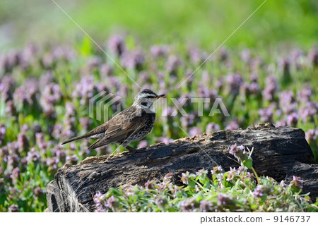 鵝口瘡 鵝口瘡 9146737