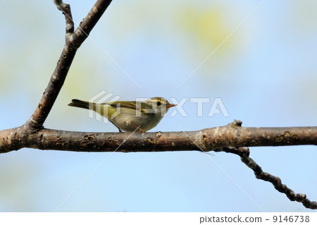 Sendimushikui 9146738