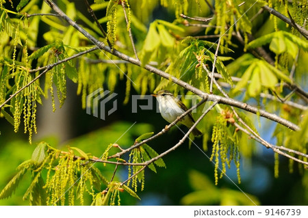 Sendimushikui 9146739