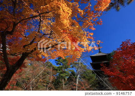 Autumn leaves of Ninna-ji Temple 9146757