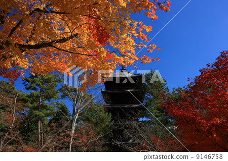 Autumn leaves of Ninna-ji Temple 9146758