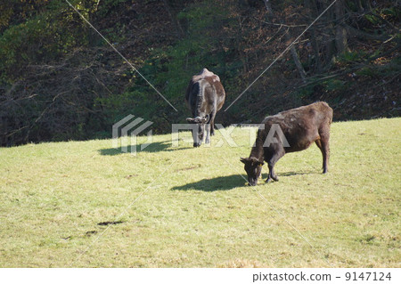 Forest of Satoyama 9147124