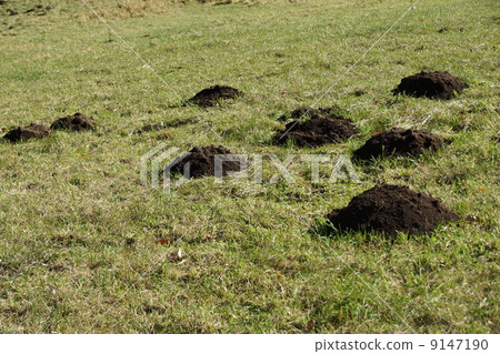 Moles nest 9147190