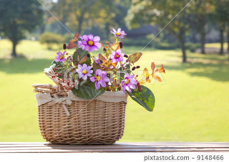 Cosmos arrangement 9148466
