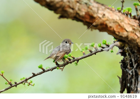 Kosametepataki 9148619