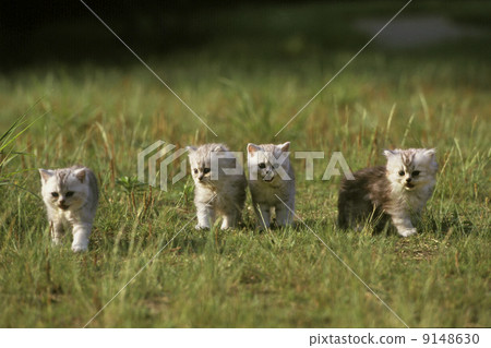 Four brothers and sisters cats playing in the field. Four brothers and sisters cats playing in the field. 9148630