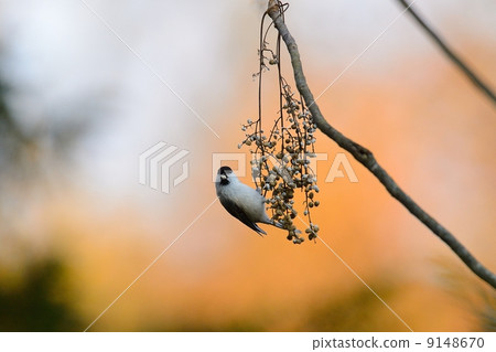 Willow tit 9148670