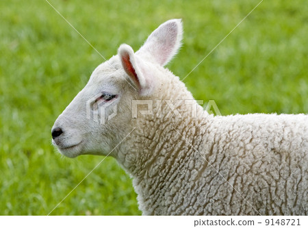 Cute little lamb 9148721