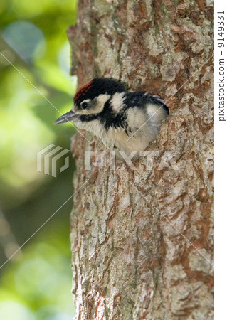 Great Spotted Woodpecker (Dendrocopos major) - The Netherlands Great Spotted Woodpecker (Dendrocopos major) - The Netherlands 9149331