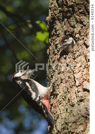 Great Spotted Woodpecker (Dendrocopos major) 9149334