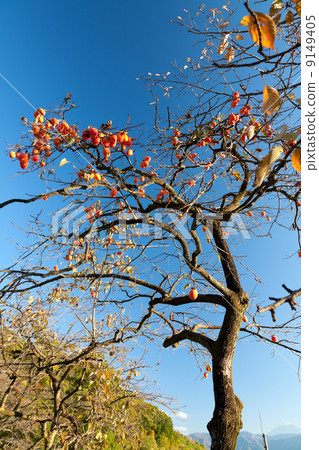 Blue sky and persimmon tree Blue sky and persimmon tree 9149405