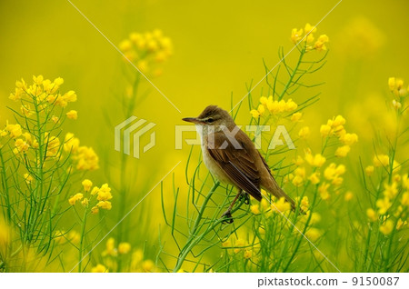 Oyo Yoshikiri 9150087