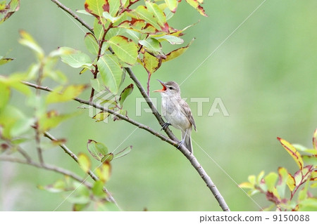 Oyo Yoshikiri 9150088