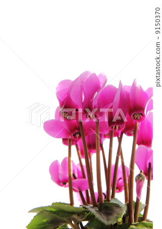 粉紅色仙客來 9150370