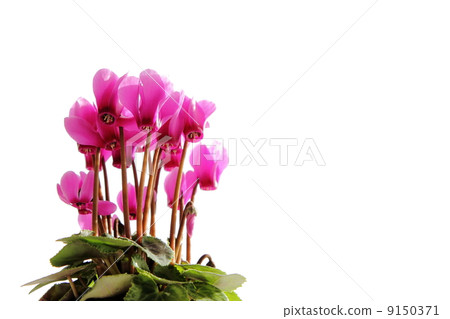 粉紅色仙客來 9150371