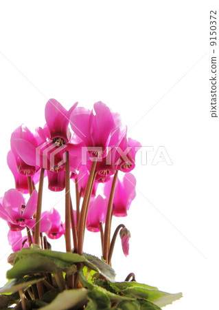 粉紅色仙客來 9150372