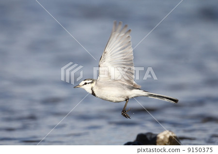 Bakkery Bakkery 9150375