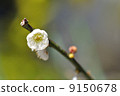 Plum blossom 9150678