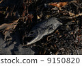 salmon  9150820