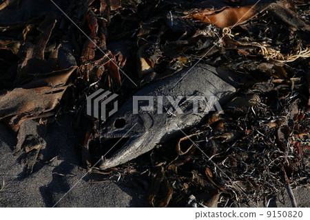 salmon salmon 9150820