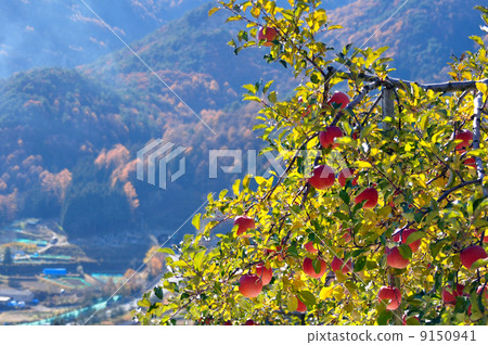 Late autumn 9150941