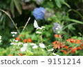 Spring coming 9151214