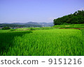 Country landscape 9151216