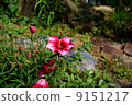 Flowers 9151217