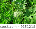 watermelon   9151218
