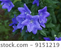 Flowers 9151219
