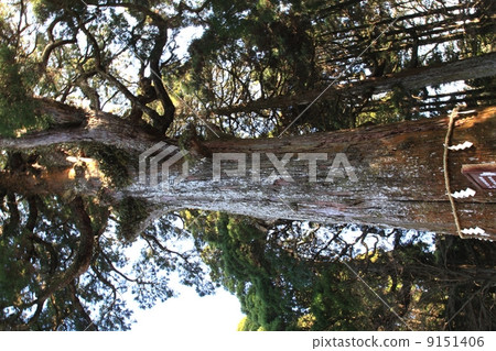 Sacred tree of Kirishima Shrine 9151406