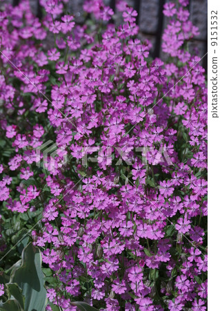 它被稱為Sakuro Sirene Sirene。 9151532