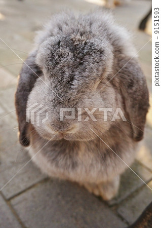 一隻兔子 9151593