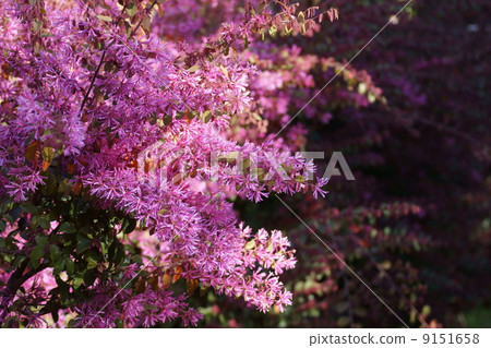 Safflower Tokiwa Full-bodied Safflower Tokiwamansaku leaves are also red in color. 9151658