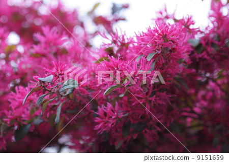 Safflower Tokiwa Full-bodied Safflower Tokiwamansaku leaves are also red in color. 9151659