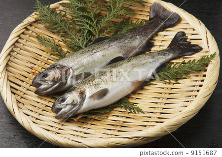 虹鱒魚 9151687