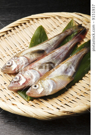 雷魚 雷魚 9151937