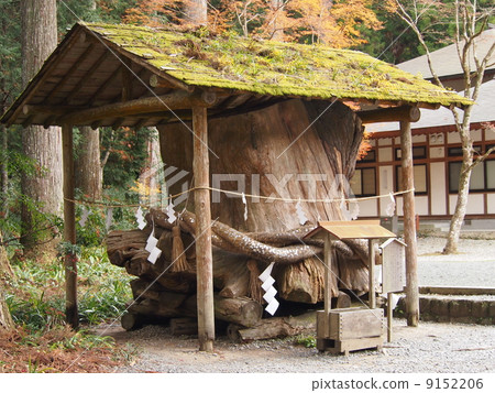Oguni Shrine Kamiki Oosugi 9152206