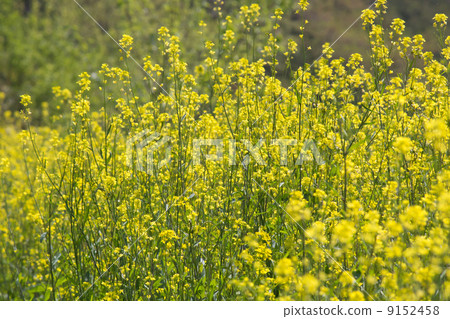 Mustard sauce 9152458