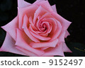 Rose   9152497