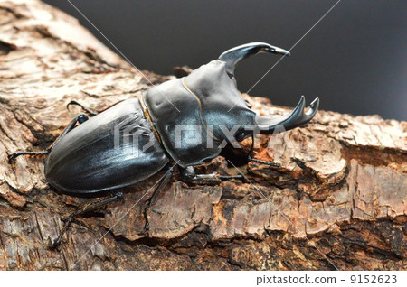 在日本ookuwagata樹的黑背景 在日本ookuwagata樹的黑背景 9152623