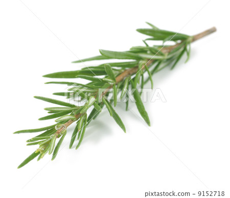 rosemary isolated 9152718