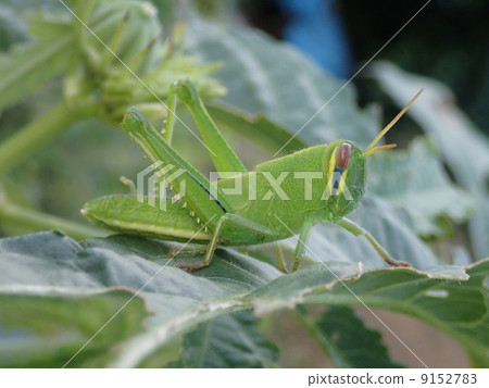 巴坦加粳稻 9152783