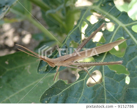 Shoyo grasshopper (brown) Shoyo grasshopper (brown) 9152786