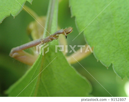 巴坦加粳稻 9152807