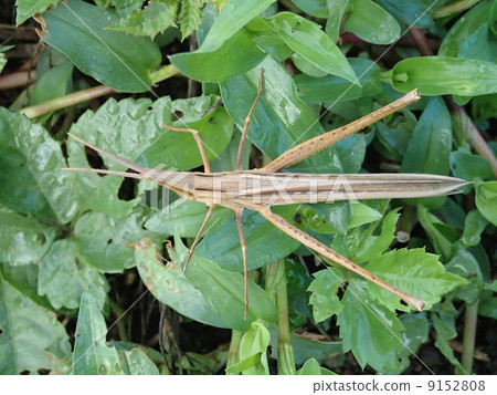 新鮮水果女（棕色） 9152808